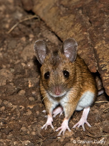 Wood Mouse (Apodemus sylvaticus) Graham Carey