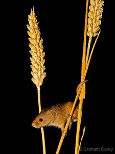 Harvest Mouse (Micromys minutus) Graham Carey