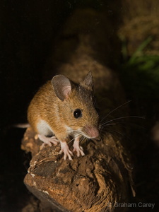 Wood Mouse (Apodemus sylvaticus) Graham Carey