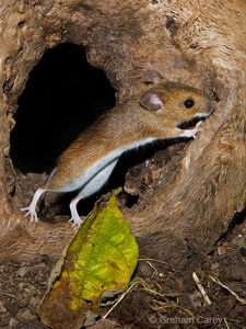Wood Mouse (Apodemus sylvaticus) Graham Carey