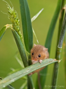 Harvest Mouse (Micromys minutus) Graham Carey