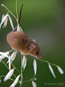 Harvest Mouse (Micromys minutus) Graham Carey