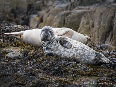 Grey Seal (Halichoerus grypus) Graham Carey