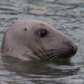 Common Seal (Phoca vitulina) Graham Carey