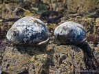Grey Seal (Halichoerus grypus) Graham Carey