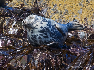 Grey Seal (Halichoerus grypus) Graham Carey