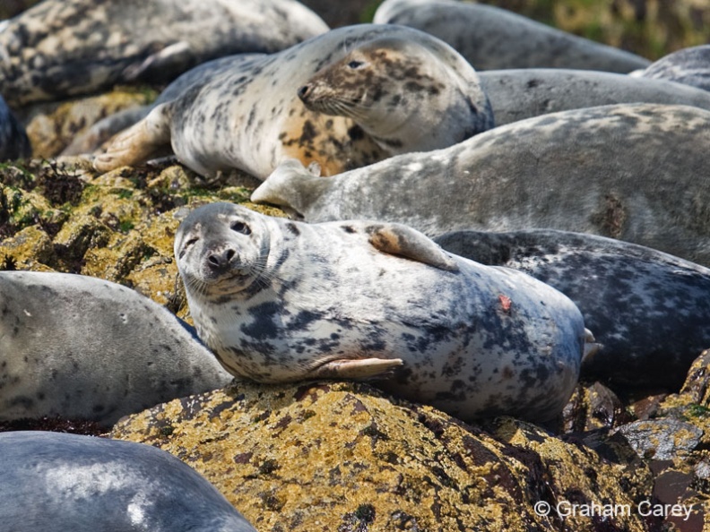Grey Seal (Halichoerus grypus) Graham Carey - MK3_4798m4.jpg MK3_4798m4.jpg