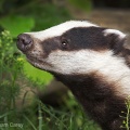 Badger (Meles meles) Graham Carey