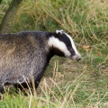 Badger (Meles meles) Graham Carey