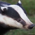 Badger (Meles meles) Graham Carey