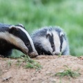 Badger (Meles meles) Graham Carey