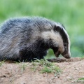 Badger (Meles meles) Graham Carey
