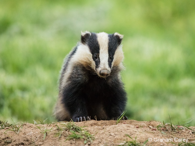 Badger (Meles meles) Graham Carey - DX2_2989m4.jpg DX2_2989m4.jpg