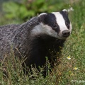 Badger (Meles meles) Graham Carey