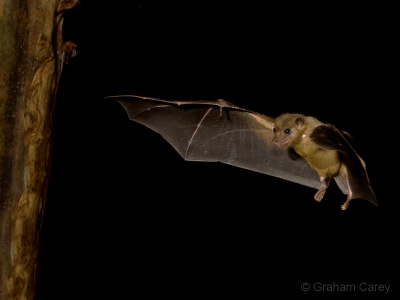 Egyptian Fruit Bat (Rousettus aegyptiacus) Graham Carey