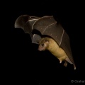 Egyptian Fruit Bat (Rousettus aegyptiacus) Graham Carey