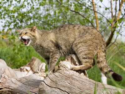 Scottish Wild Cat (Felis sylvestris) Graham Carey