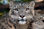 Snow Leopard (Panthera uncia)  James Sharp