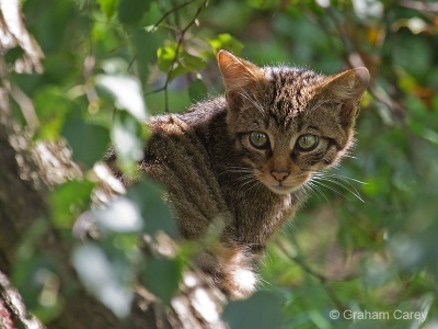 Scottish Wild Cat (Felix sylvestris) Graham Carey