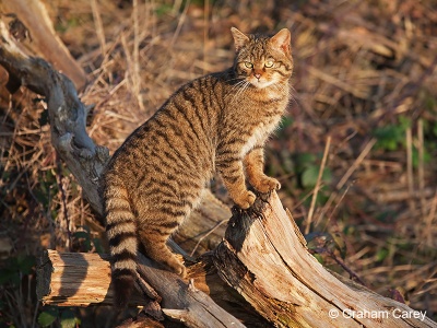 Scottish Wild Cat (Felis sylvestris) Graham Carey