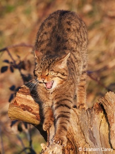 Scottish Wild Cat (Felis sylvestris) Graham Carey