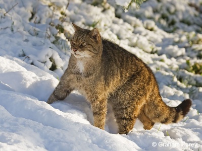 Scottish Wild Cat (Felis sylvestris) Graham Carey