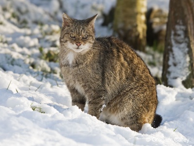 Scottish Wild Cat (Felis sylvestris) Graham Carey