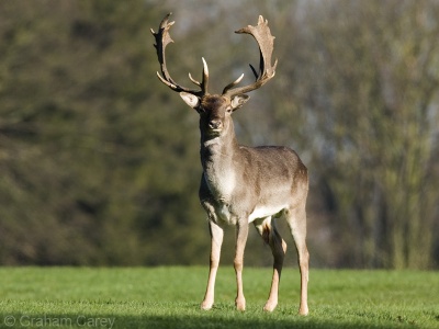 Fallow Deer (Dama dama) Graham Carey