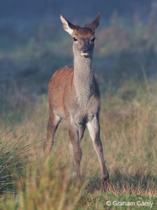 Red deer (Cervus elaphus) Graham Carey