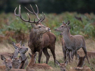 Red deer (Cervus elaphus) Graham Carey