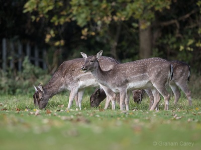 Fallow Deer (Dama dama) Graham Carey