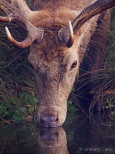 Red deer (Cervus elaphus) Graham Carey