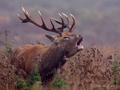 Red deer (Cervus elaphus) Graham Carey