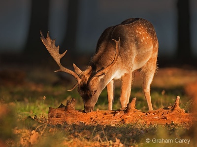 Fallow Deer (Dama dama) Graham Carey