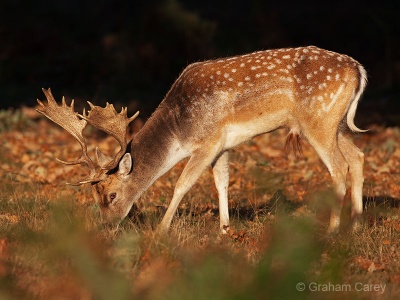 Fallow Deer (Dama dama) Graham Carey