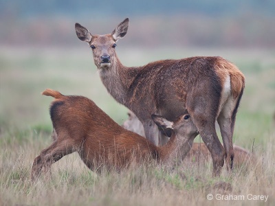 Red deer (Cervus elaphus) Graham Carey