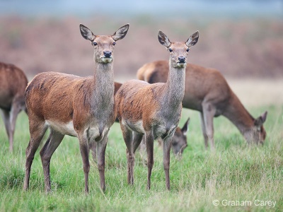 Red deer (Cervus elaphus) Graham Carey