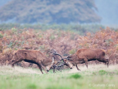 Red deer (Cervus elaphus) Graham Carey