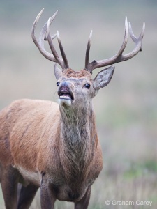 Red deer (Cervus elaphus) Graham Carey