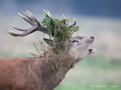 Red deer (Cervus elaphus) Graham Carey