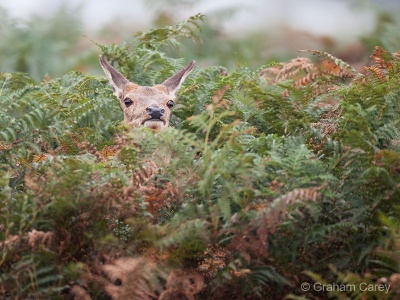 Red deer (Cervus elaphus) Graham Carey