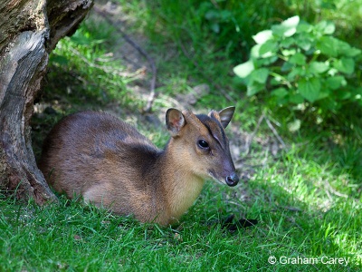 Chinese Muntjac (Muntiacus reevesi) Graham Carey