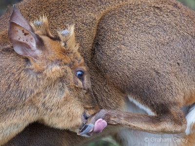 Chinese Muntjac (Muntiacus reevesi) Graham Carey