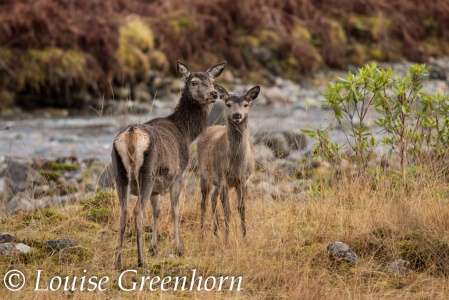 Red deer (Cervus elaphus) Louise Greenhorn