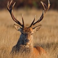 Red deer (Cervus elaphus) Graham Carey