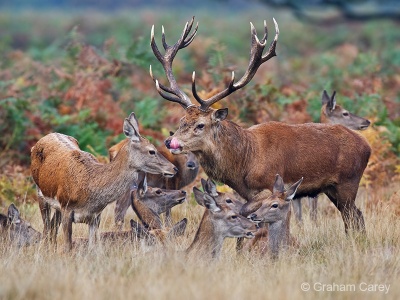 Red deer (Cervus elaphus) Graham Carey