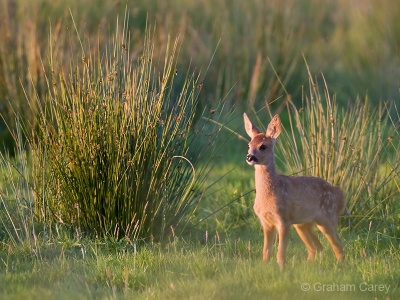 Roe Deer (Capreolus capreolus) Graham Carey