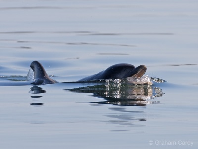 Bottle-nosed Dolphin (Tursiops truncatus) Graham Carey