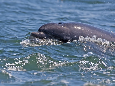 Bottle-nosed Dolphin (Tursiops truncatus) Graham Carey