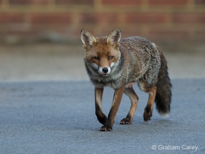 Red Fox (Vulpes vulpes) Graham Carey